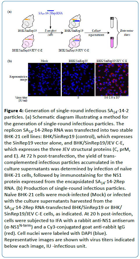 pediatric-infectious-disease-structural-proteins